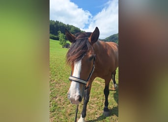 Criollo, Caballo castrado, 21 años, 155 cm, Castaño oscuro