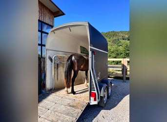 Criollo, Caballo castrado, 2 años, 142 cm, Morcillo