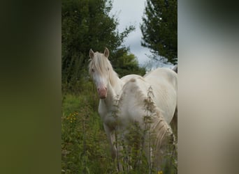 Criollo, Caballo castrado, 2 años, 148 cm, Atigrado/Moteado