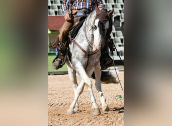 Criollo, Caballo castrado, 2 años, 148 cm, Atigrado/Moteado