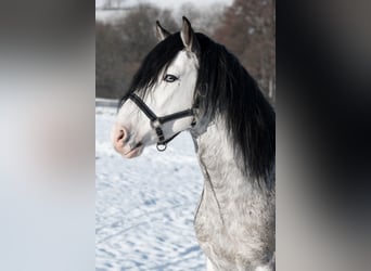 Criollo, Caballo castrado, 2 años, 148 cm, Atigrado/Moteado