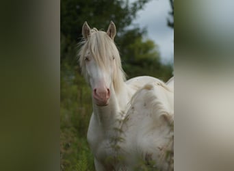 Criollo, Caballo castrado, 2 años, 148 cm, Atigrado/Moteado