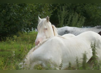 Criollo, Caballo castrado, 2 años, 148 cm, Atigrado/Moteado