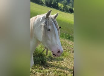 Criollo, Caballo castrado, 2 años, 152 cm, Atigrado/Moteado