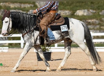 Criollo, Caballo castrado, 2 años, 152 cm, Atigrado/Moteado