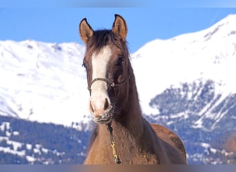 Criollo, Caballo castrado, 2 años