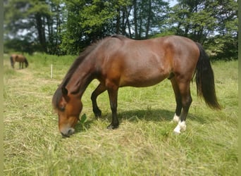 Criollo, Caballo castrado, 2 años, Castaño