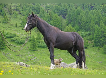 Criollo, Caballo castrado, 2 años, Pío