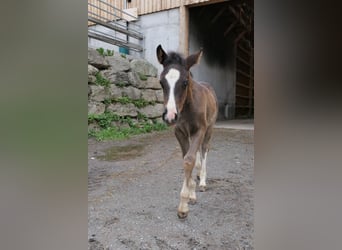 Criollo, Caballo castrado, 2 años, Pío