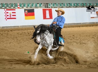 Criollo, Caballo castrado, 3 años, 148 cm, Atigrado/Moteado