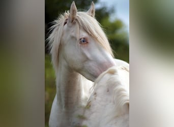 Criollo, Caballo castrado, 3 años, 148 cm, Atigrado/Moteado