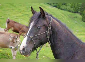 Criollo, Caballo castrado, 3 años, Pío