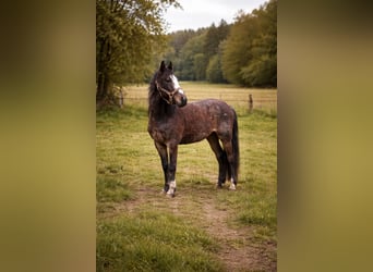 Criollo, Caballo castrado, 3 años