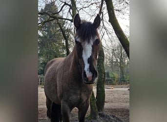 Criollo, Caballo castrado, 4 años, 150 cm, Grullo