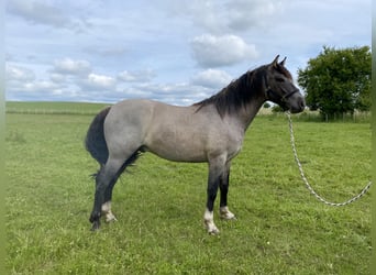 Criollo, Caballo castrado, 4 años