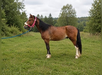 Criollo, Caballo castrado, 4 años, Castaño