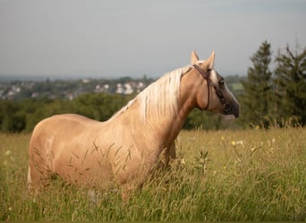 Criollo, Caballo castrado, 5 años, 142 cm, Cremello