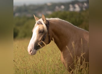 Criollo, Caballo castrado, 5 años, 142 cm, Cremello