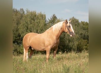 Criollo, Caballo castrado, 5 años, 142 cm, Cremello