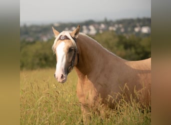 Criollo, Caballo castrado, 5 años, 142 cm, Cremello