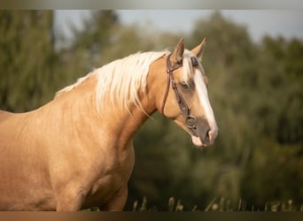 Criollo, Caballo castrado, 5 años, 142 cm, Cremello