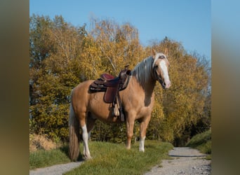 Criollo, Caballo castrado, 5 años, 144 cm, Cremello