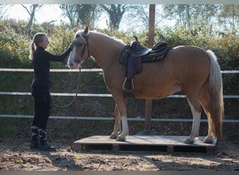 Criollo, Caballo castrado, 5 años, 144 cm, Cremello