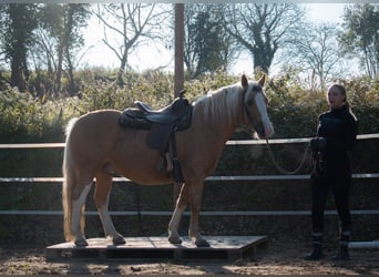 Criollo, Caballo castrado, 5 años, 144 cm, Cremello