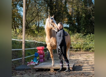 Criollo, Caballo castrado, 5 años, 144 cm, Cremello