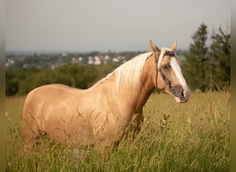 Criollo, Caballo castrado, 6 años, 144 cm, Cremello