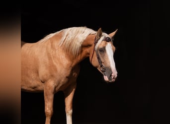 Criollo, Caballo castrado, 6 años, 144 cm, Cremello