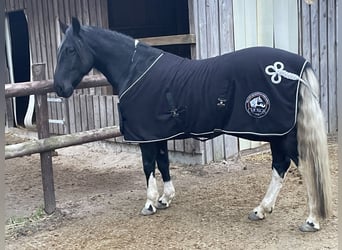 Criollo, Caballo castrado, 6 años, 145 cm, Negro
