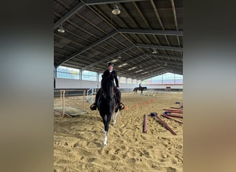 Criollo, Caballo castrado, 6 años, 145 cm, Negro