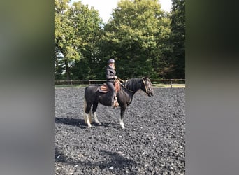 Criollo, Caballo castrado, 6 años, 145 cm, Negro