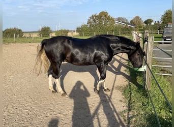 Criollo, Caballo castrado, 6 años, 145 cm, Negro