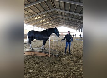 Criollo, Caballo castrado, 6 años, 145 cm, Negro
