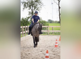 Criollo, Caballo castrado, 7 años, 152 cm, Grullo