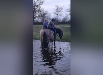 Criollo, Caballo castrado, 7 años, 152 cm, Grullo