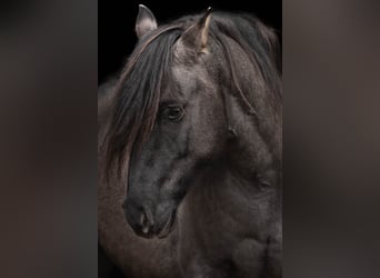 Criollo, Caballo castrado, 7 años, 152 cm, Grullo