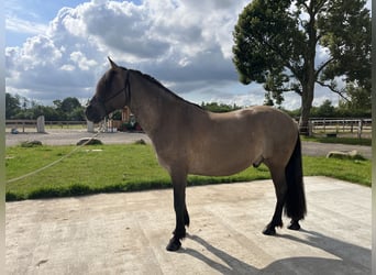 Criollo, Caballo castrado, 7 años, 152 cm, Grullo