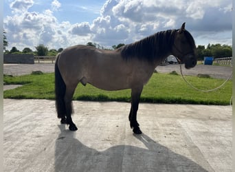 Criollo, Caballo castrado, 7 años, 152 cm, Grullo