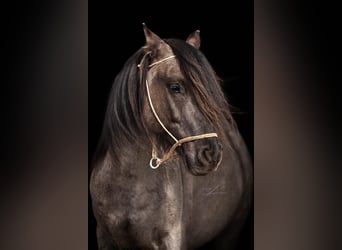 Criollo, Caballo castrado, 7 años, 152 cm, Grullo