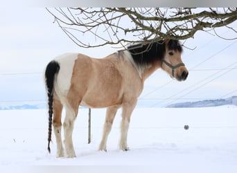 Criollo Mestizo, Caballo castrado, 7 años, 158 cm, Palomino