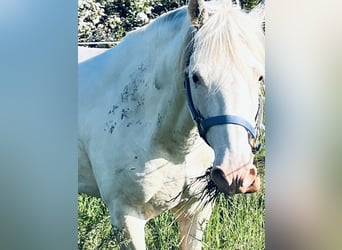 Criollo, Caballo castrado, 9 años, 147 cm, Overo-todas las-capas