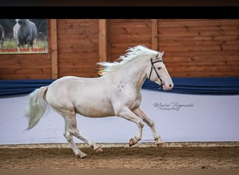 Criollo, Caballo castrado, 9 años, 147 cm, Overo-todas las-capas