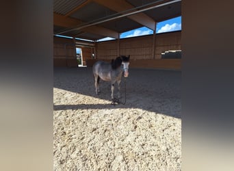 Criollo Mix, Castrone, 10 Anni, 142 cm, Può diventare grigio