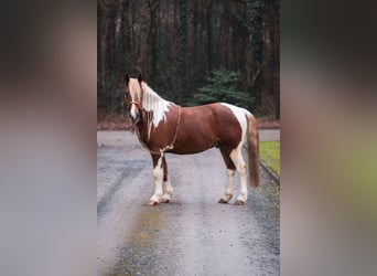 Criollo Mix, Castrone, 10 Anni, 150 cm, Pezzato