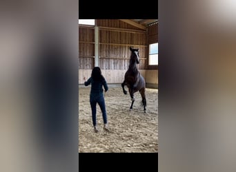 Criollo, Castrone, 14 Anni, 155 cm, Baio