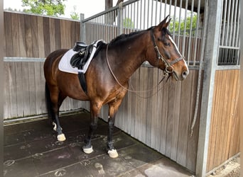 Criollo Mix, Castrone, 14 Anni, 155 cm, Baio