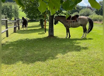 Criollo, Castrone, 16 Anni, 142 cm, Grullo